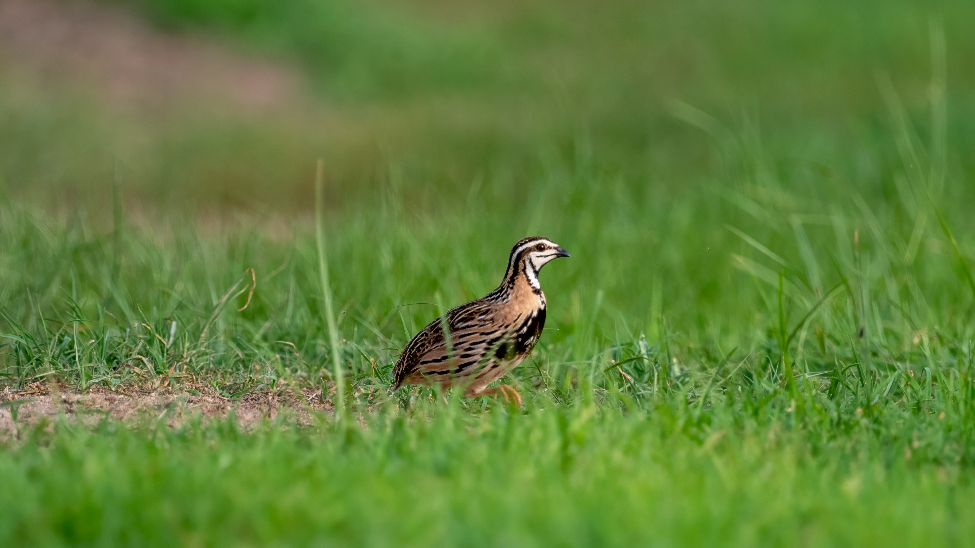 Rain Quail